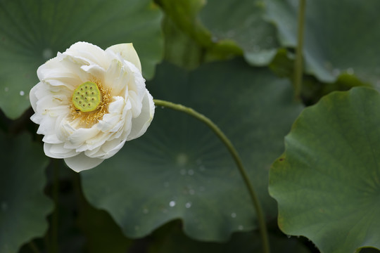 雨中荷花