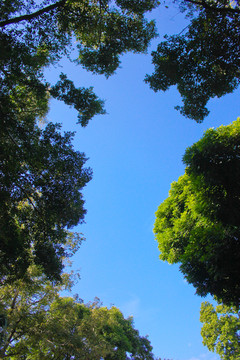 天空与树叶