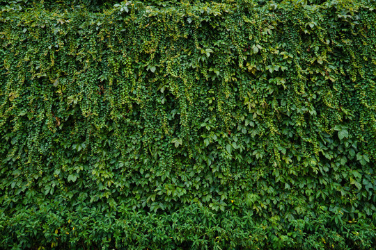 爬山虎绿叶背景墙