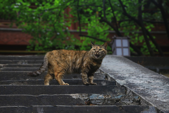 寺庙的猫