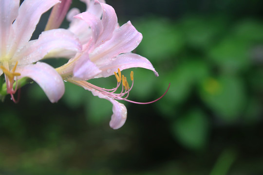 长筒石蒜花