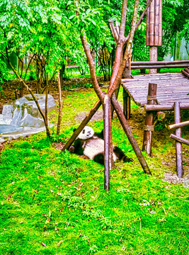秦岭大熊猫
