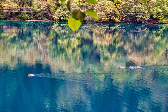 箭竹海