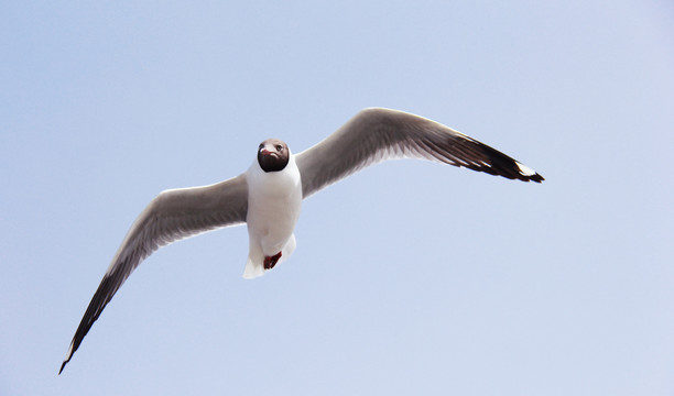 青海湖飞翔中的海鸥