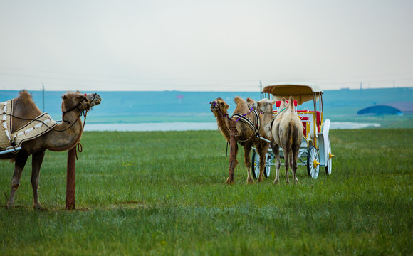 草原上的骆驼和米勒杆车