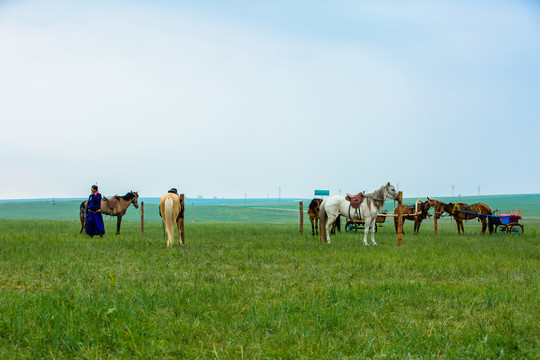 呼伦贝尔草原上的马车马群