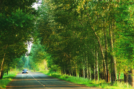 林中小路