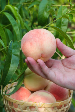 阳山水蜜桃