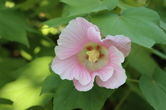 木芙蓉花