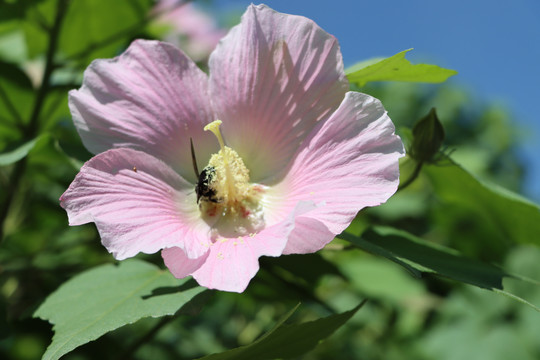 木芙蓉花