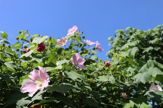 木芙蓉花