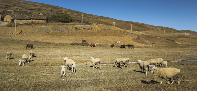 冬季草地上的绵羊