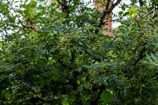 青花椒