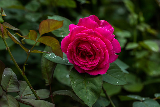 雨中的玫瑰花