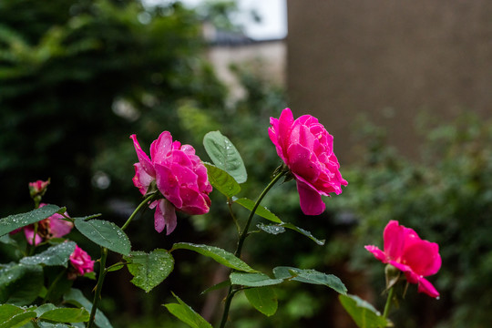 雨中的玫瑰花