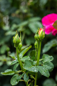 雨中的玫瑰花