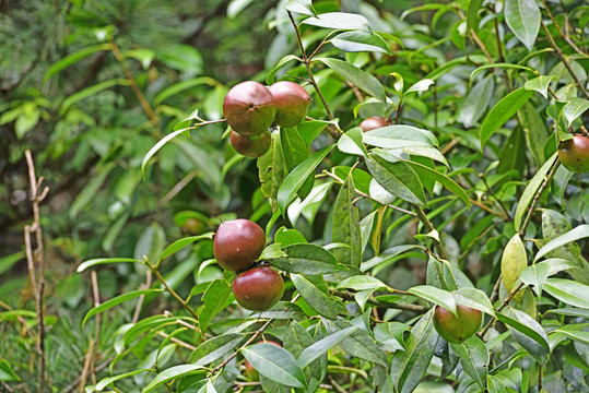 山茶果
