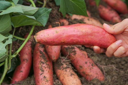 红薯种植基地