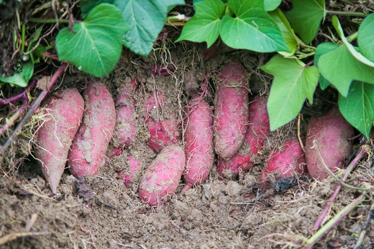 紫薯种植基地