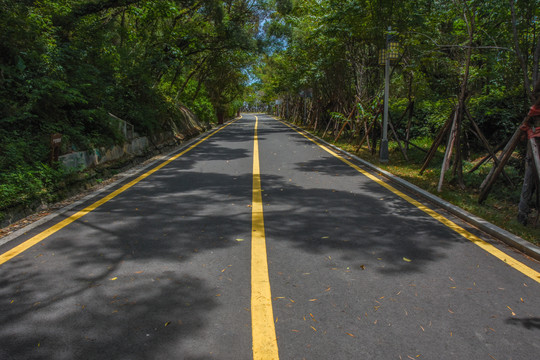 道路绿化