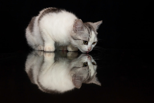 4月龄美短高白幼猫黑色镜面倒影