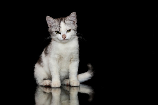 4月龄美短高白幼猫黑色镜面倒影