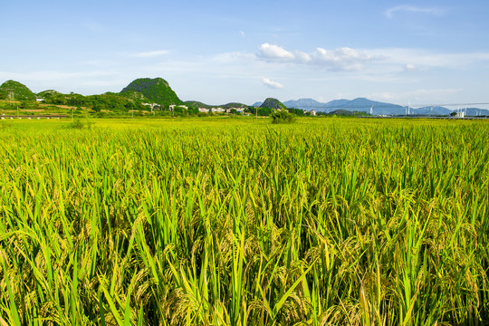 稻田