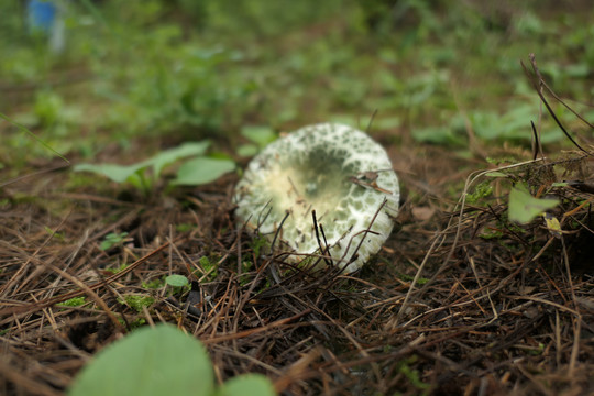 青头菌
