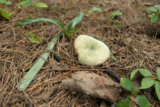 青头菌