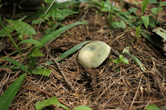 青头菌