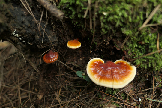 灵芝