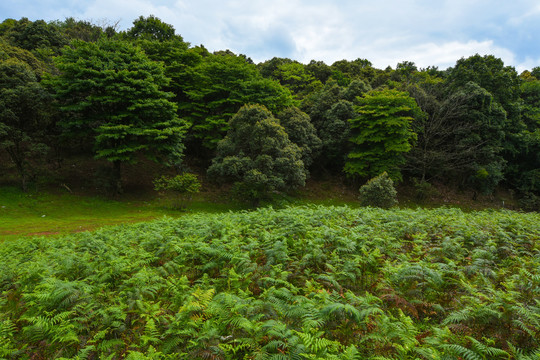 高山草坪风光