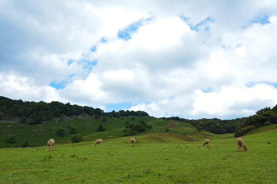 高山草坪风光