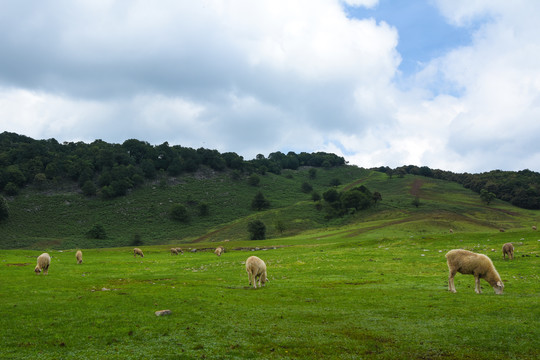 高山草坪风光