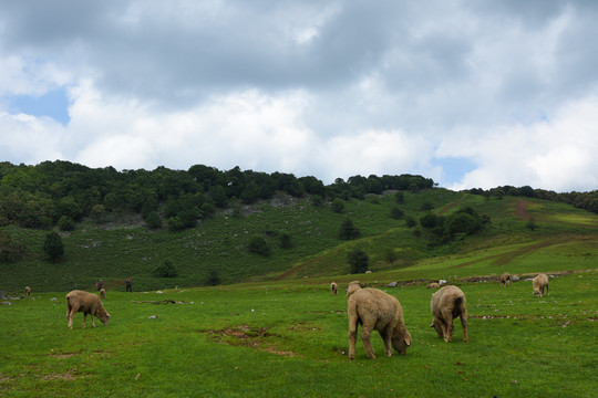 高山草坪风光