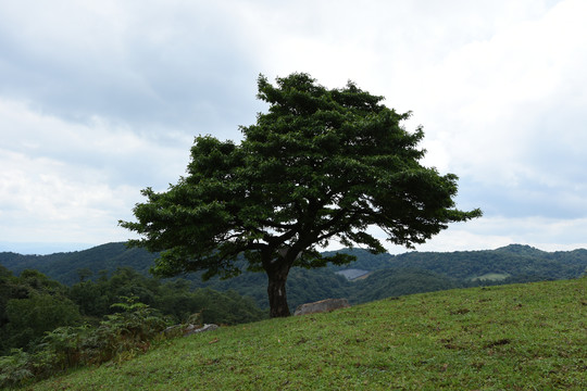 高山草坪风光