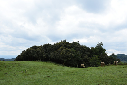 高山草坪风光