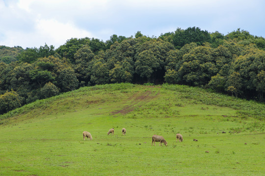 高山草坪风光