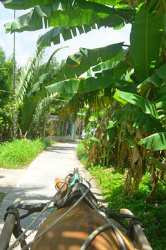 越南湄公河的芭蕉林马车观光
