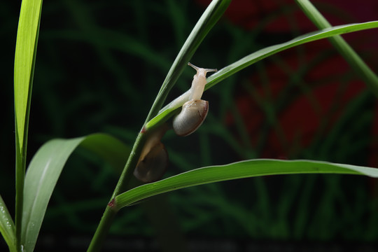 蜗牛