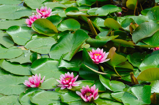 睡莲池