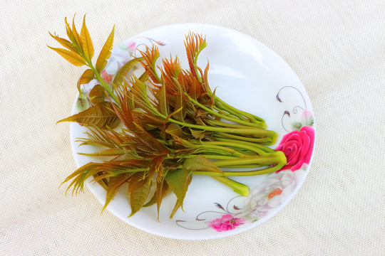 香椿