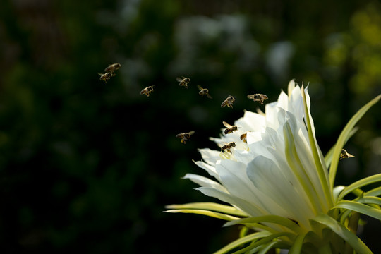 群蜂与霸王花