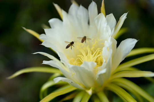 群蜂与霸王花