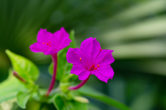 紫茉莉