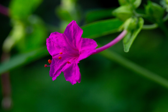 紫茉莉