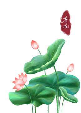 荷花插画