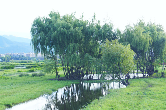 农村湿地