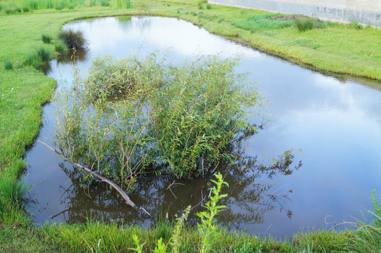 湿地植被