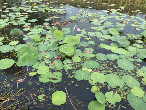 荷花